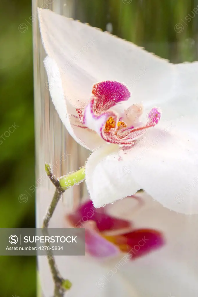 White and bright pink orchid blossom