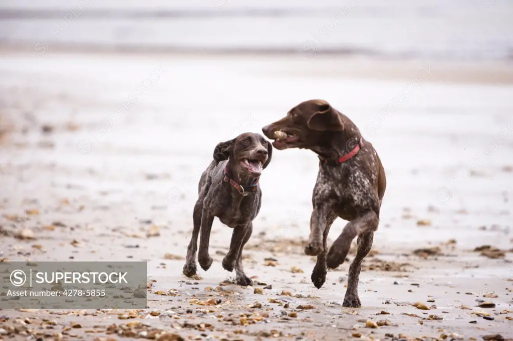 Two dogs running on a beach
