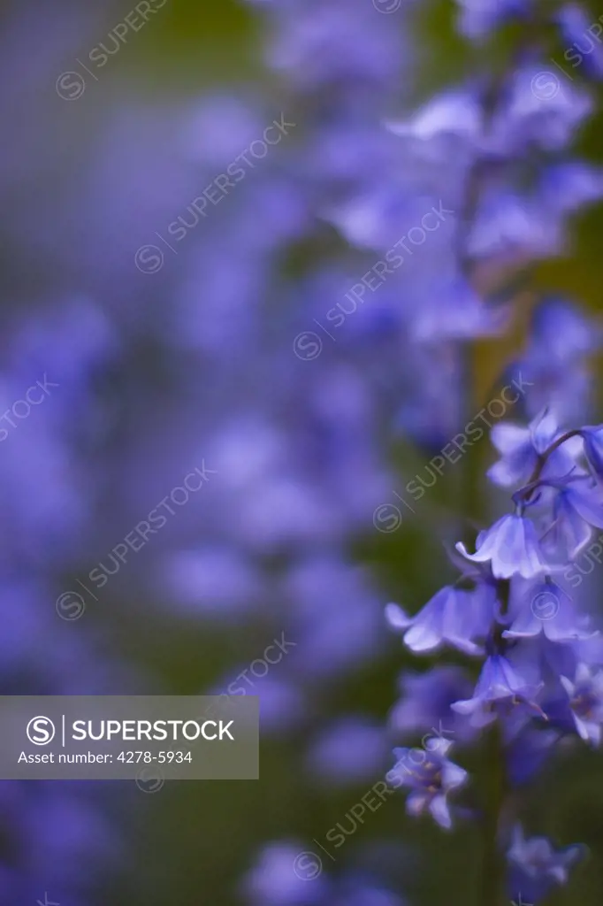 Extreme close up of bluebells - Hyacinthoides non-scripta