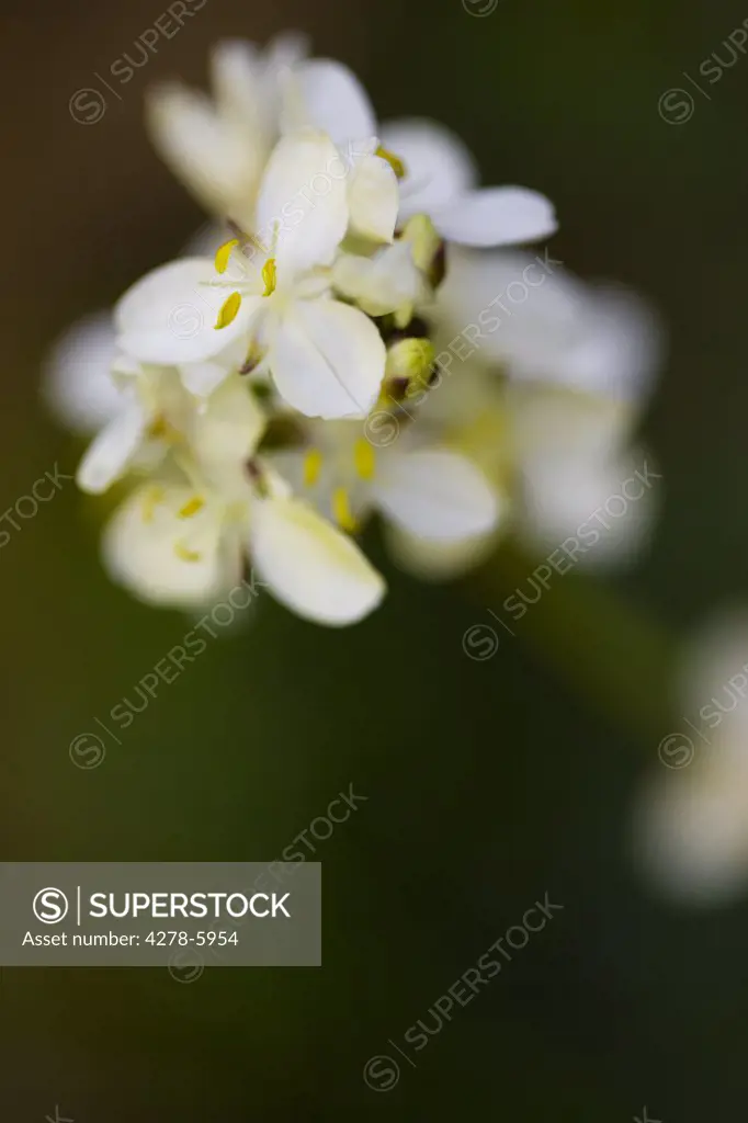 Extreme close up of a sycamore blossom