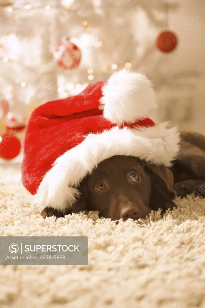 Dog lying in front of a Christmas tree wearing a red and white hat