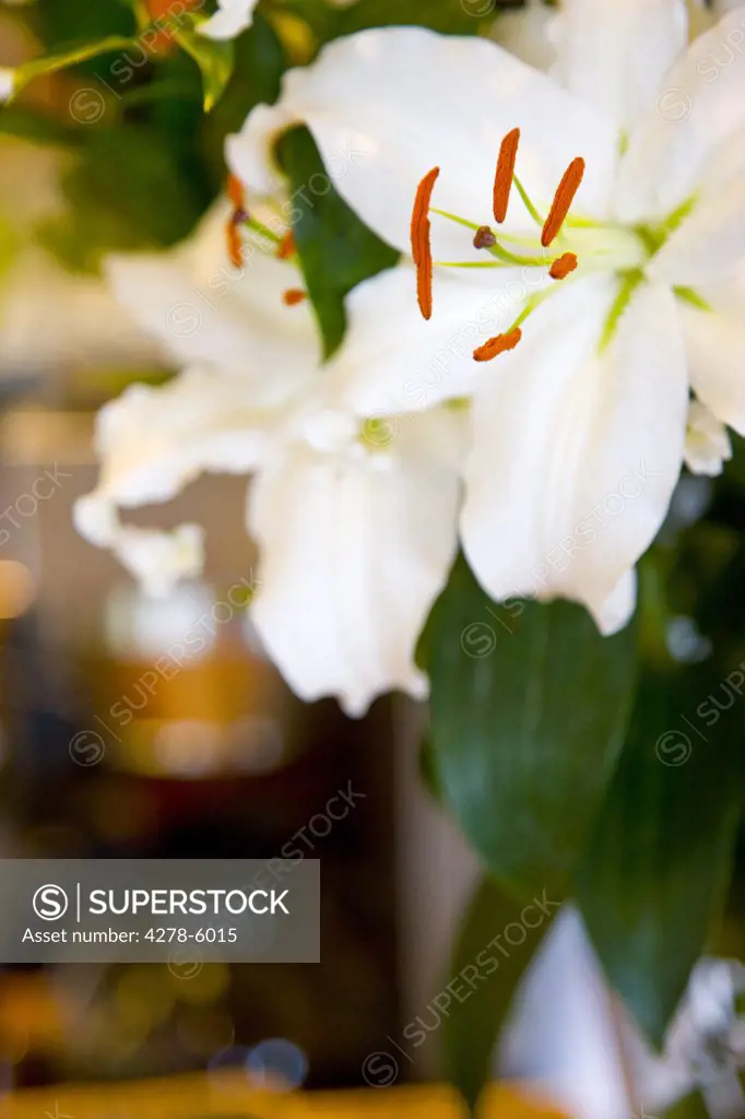 Close up of white lilies
