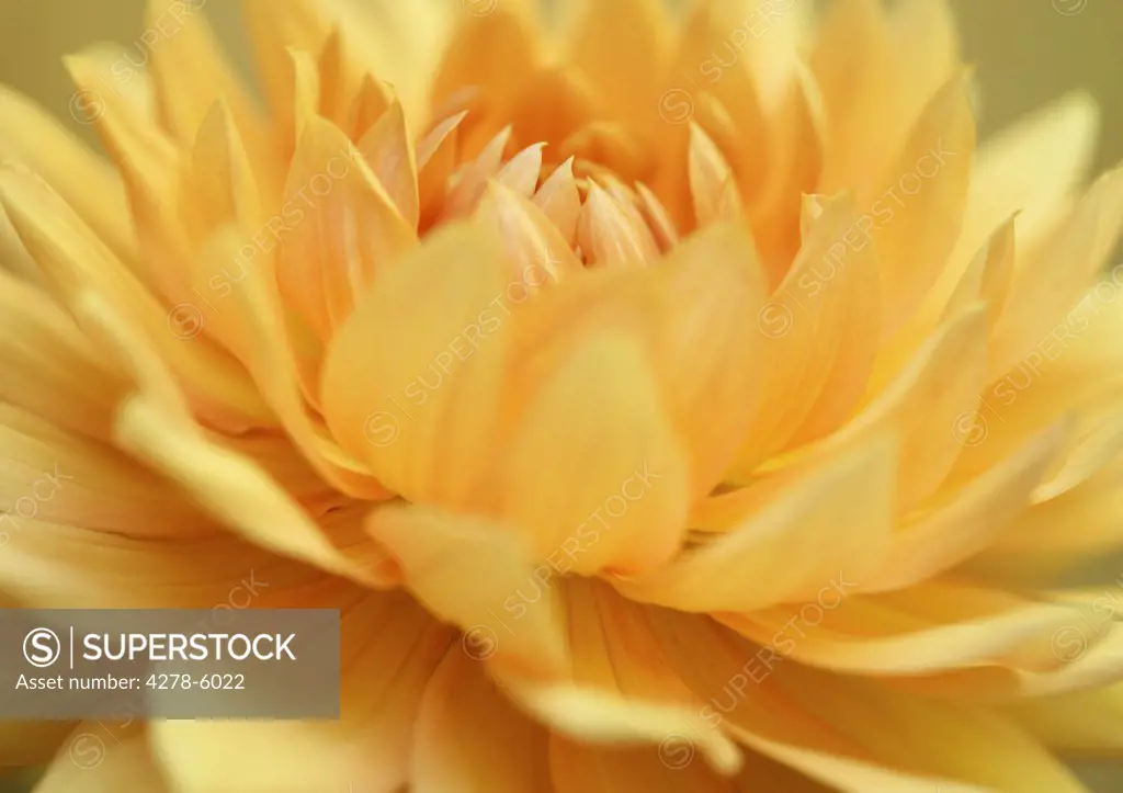 Extreme close up of a yellow dahlia