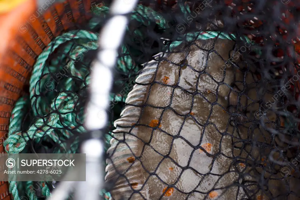 Extreme close up of a plaice in a fishing net
