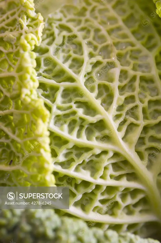Extreme close up of a cabbage leaf