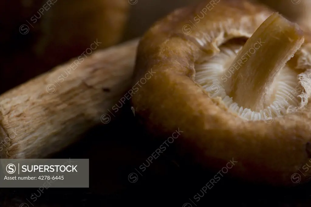 Extreme close up of shiitake mushrooms