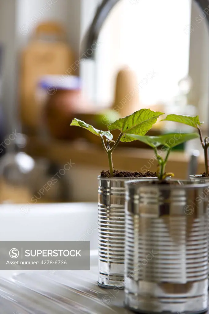 Recyclable tin cans with bean seedlings