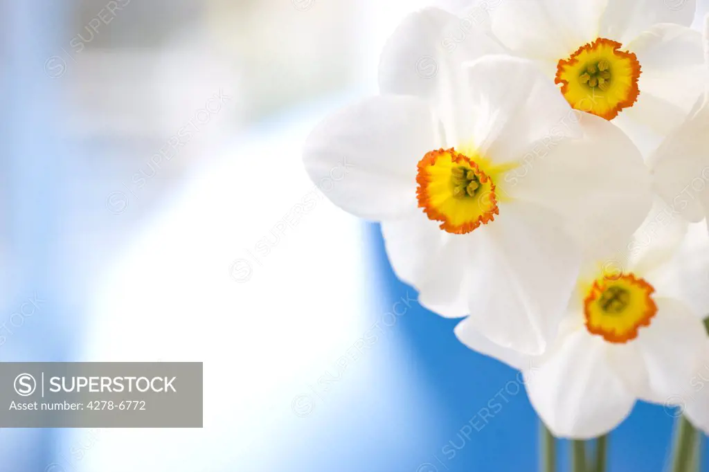 Extreme close up of narcissus flowers, Narcissus Tullybeg