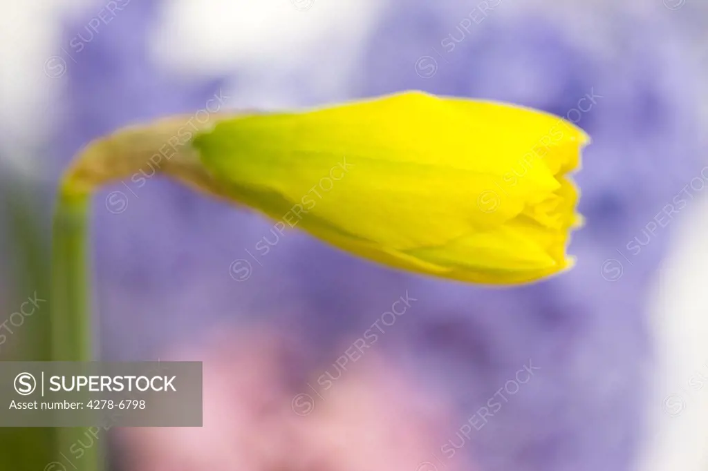 Extreme close up of a daffodil bud, Narcissus pseudonarcissus