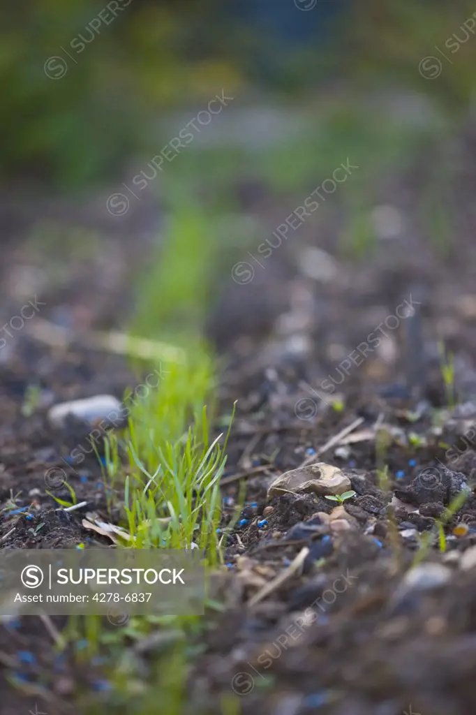 Close up of fennel seedlings with blue specks of slug killer