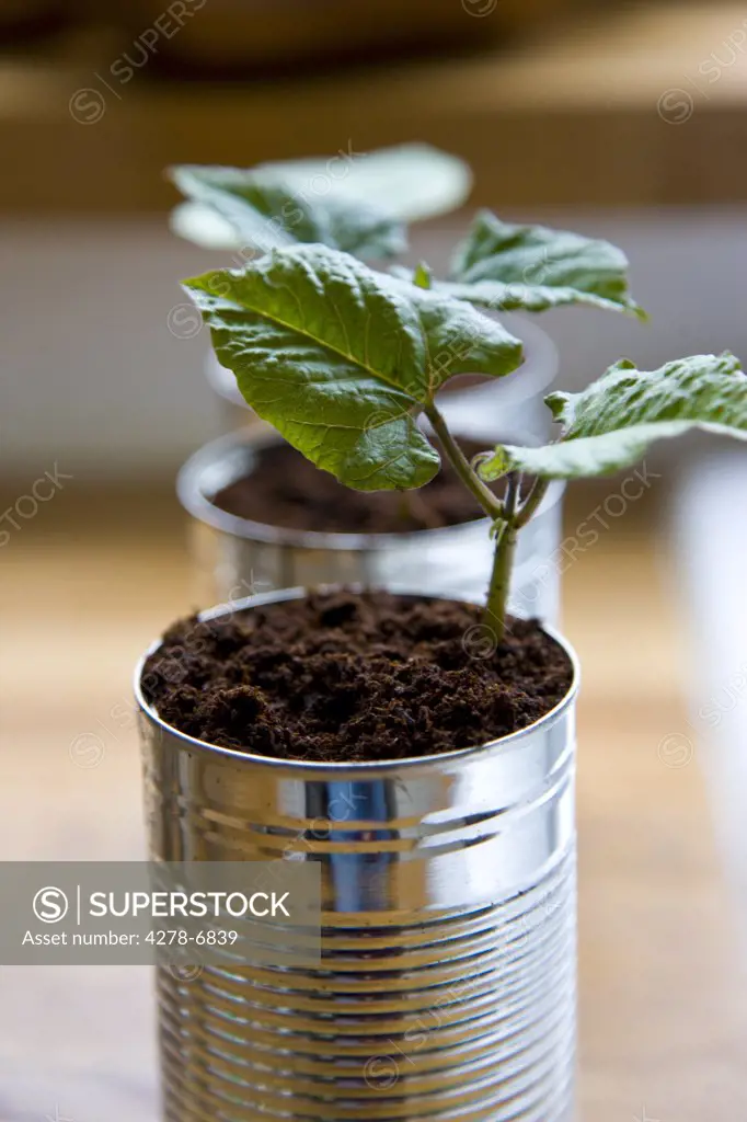 Recyclable tin cans with bean seedlings