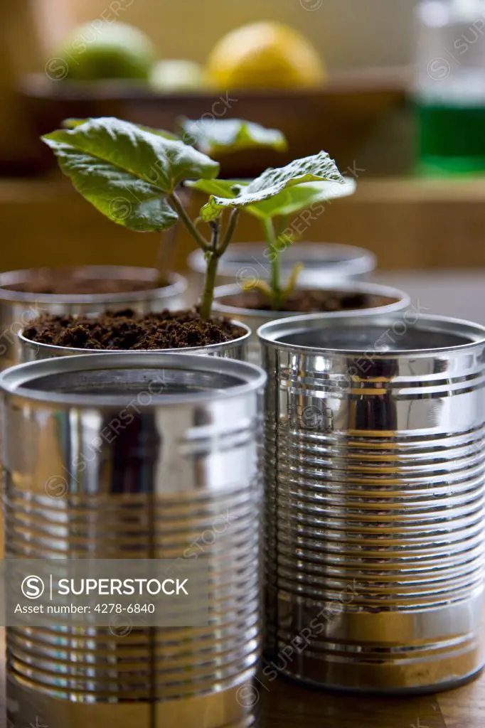 Recyclable tin cans with bean seedlings