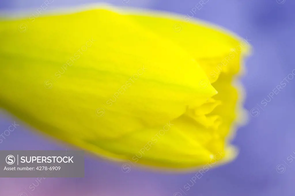 Extreme close up of a daffodil bud, Narcissus pseudonarcissus