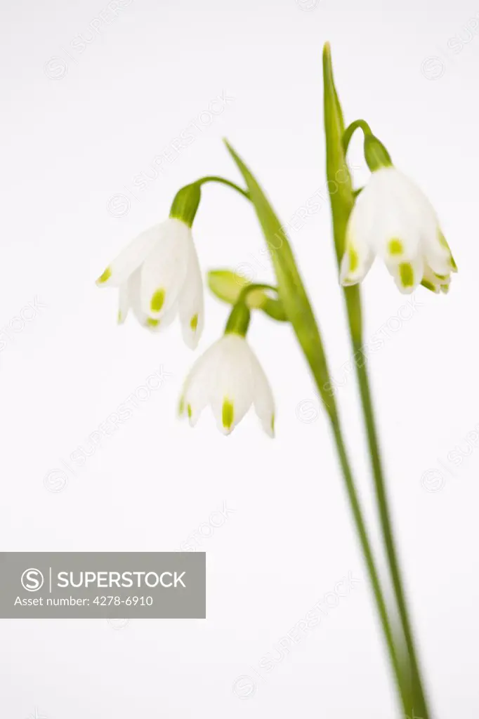 Snowdrop flowers, Galanthus nivalis