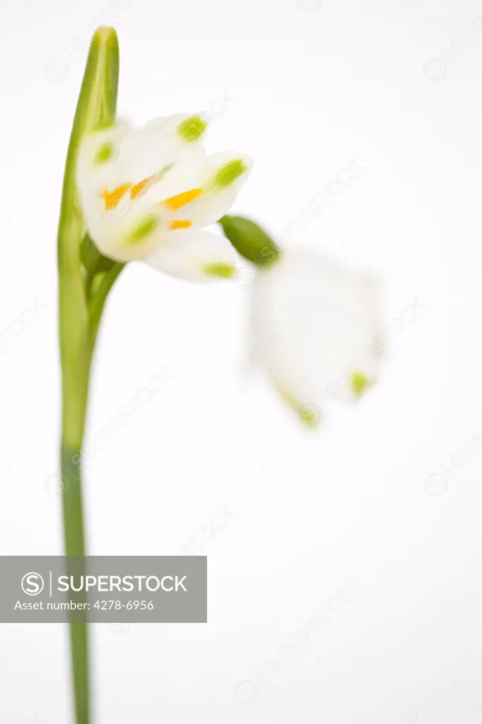 Snowdrop flowers, Galanthus nivalis