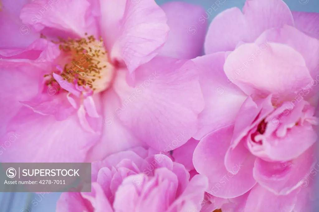 Pink Wild Roses, Rosa acicularis