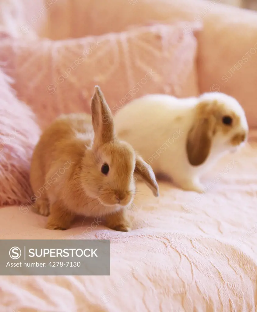 Two Rabbits on Pink Sofa