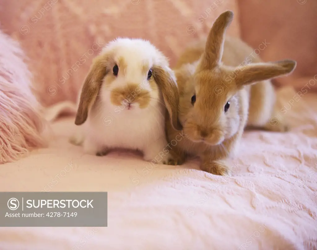 Two Rabbits on Pink Sofa