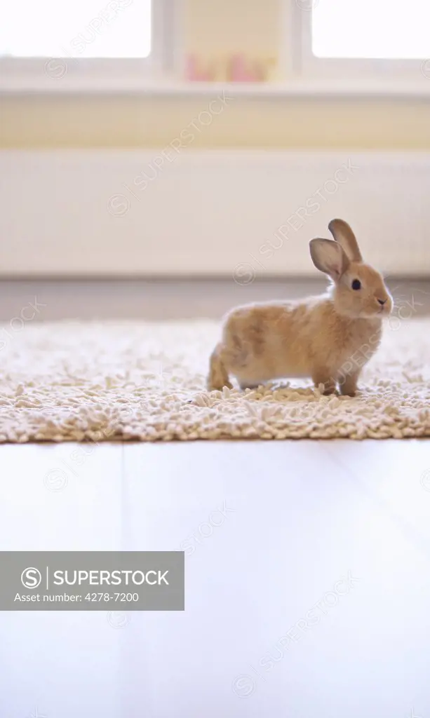 Rabbit Standing on Rug
