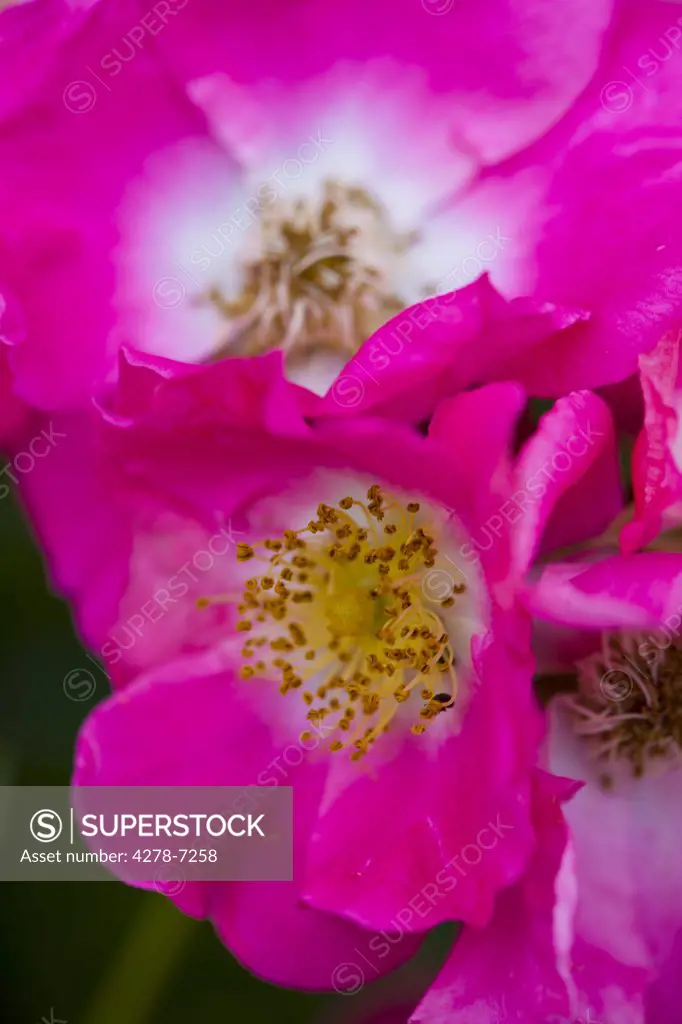 Bright Pink Wild Rose, Rosa acicularis