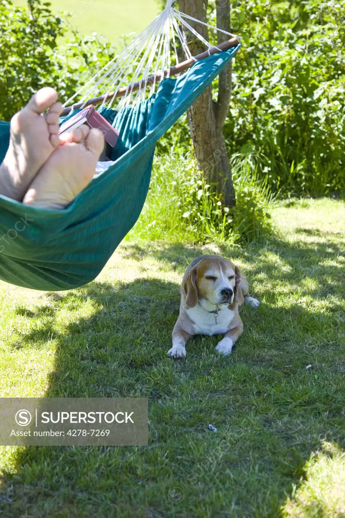 Man Lying on Hammock in Garden with Dog