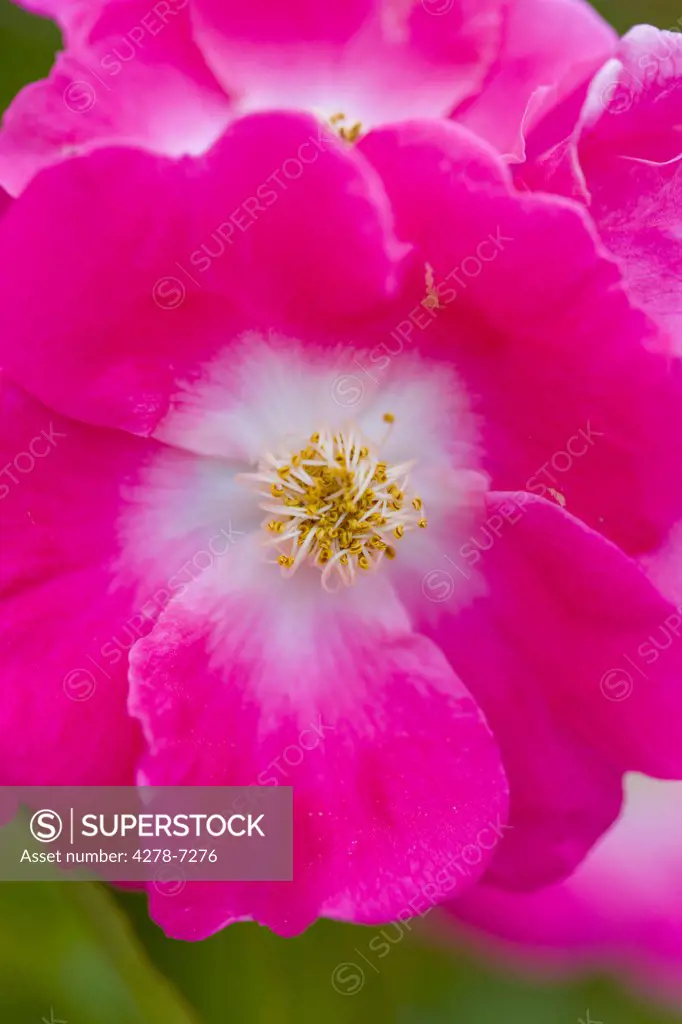 Bright Pink Wild Rose, Rosa acicularis