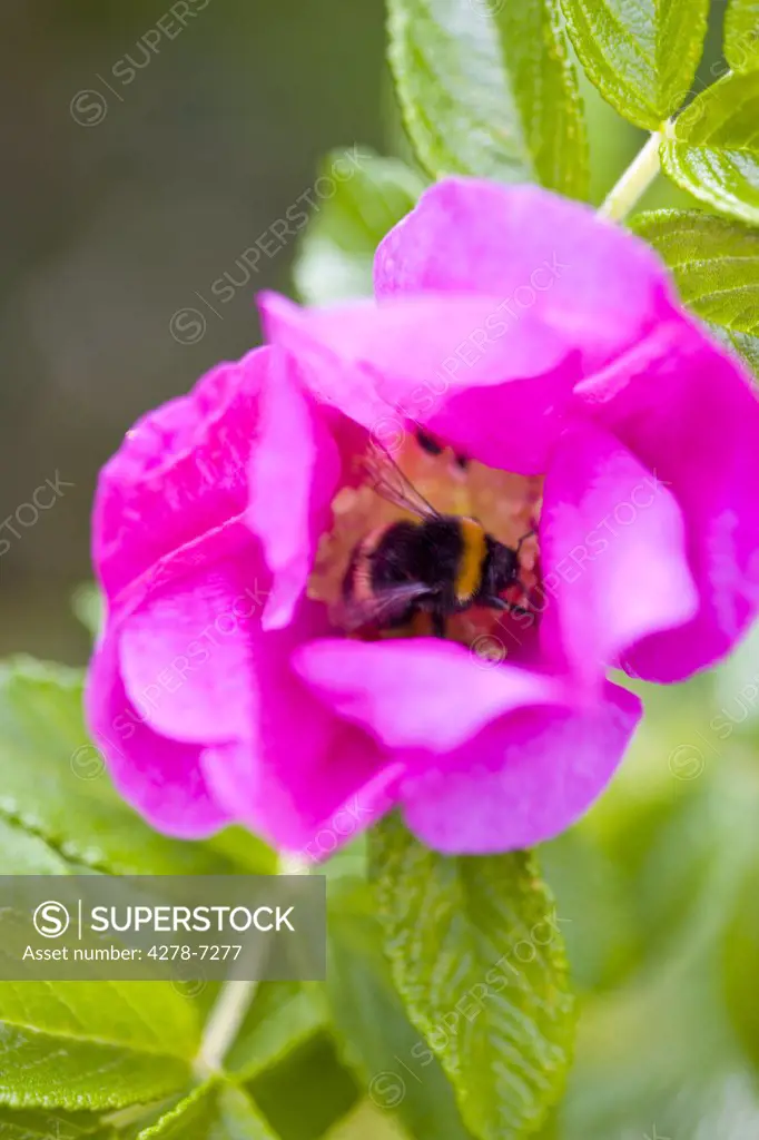 Bumblebee on a Pink Wild Rose