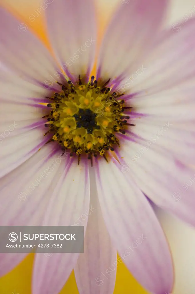 Extreme close up of a Daisy Dimorphotheca