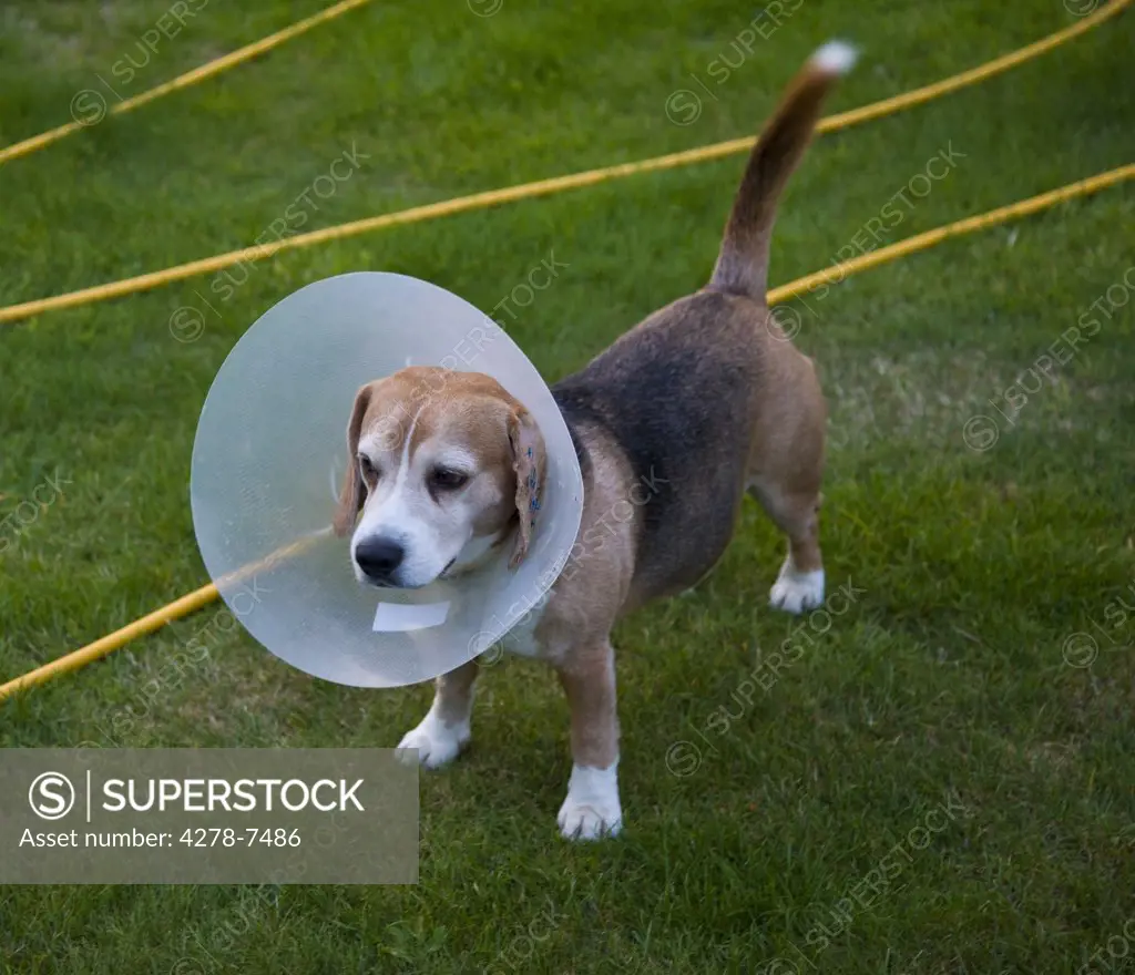 Beagle Dog Wearing Buster Collar