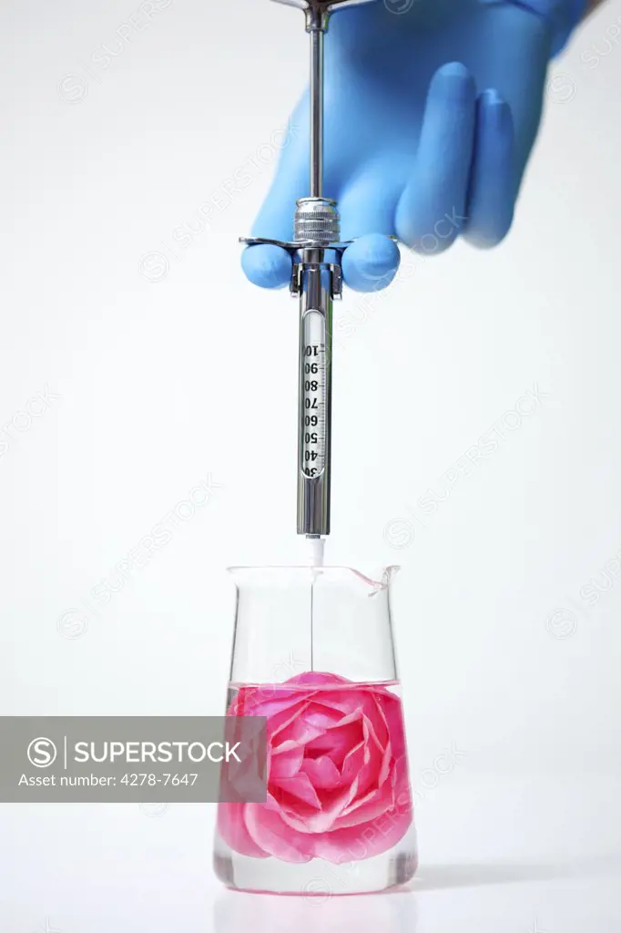 Hand Injecting a Rose Immersed in Water with Hypodermic Needle