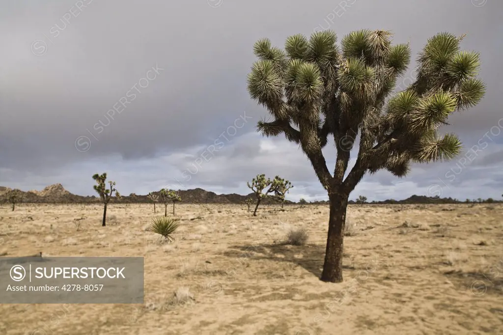 Desert Landscape and Joshua Tree