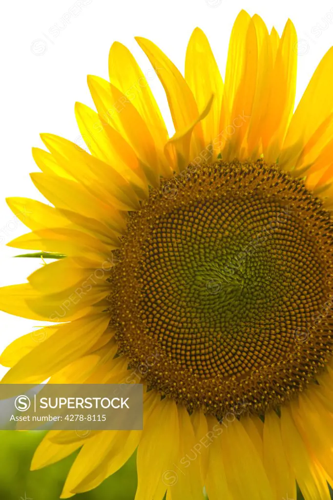 Sunflower, Close-up view