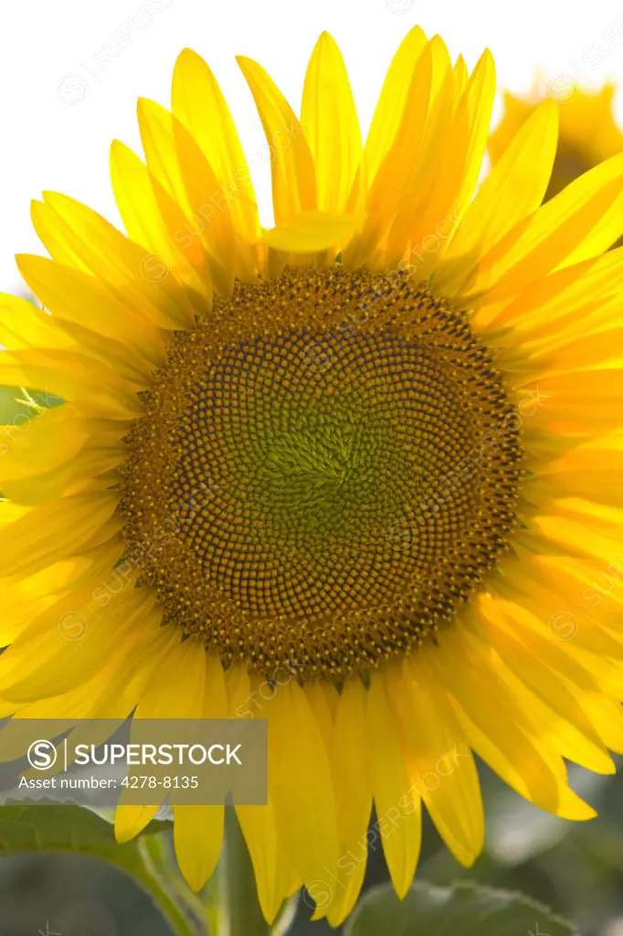 Sunflower, Close-up view