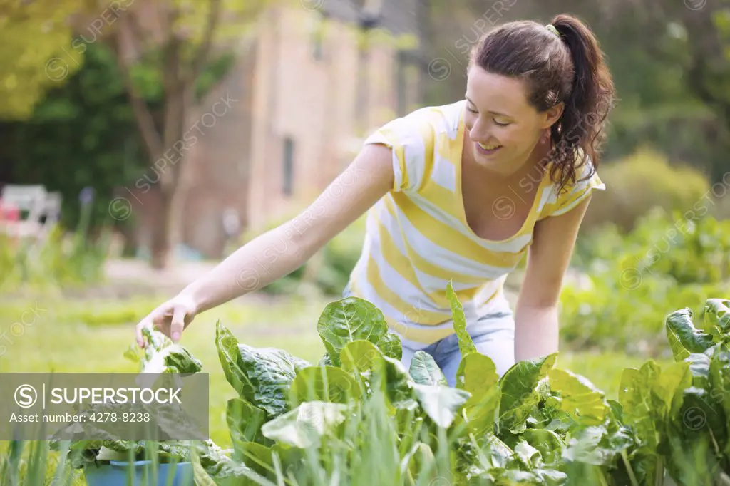 Young Woman Picking Spinach in Garden