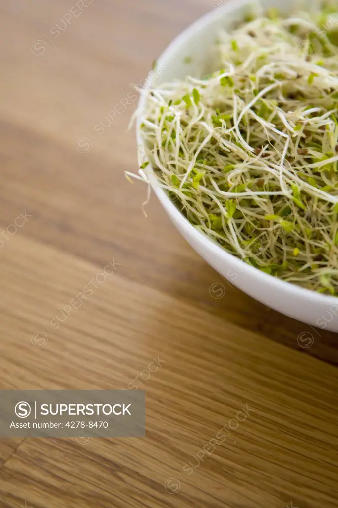 Bowl of Alfalfa Sprouts