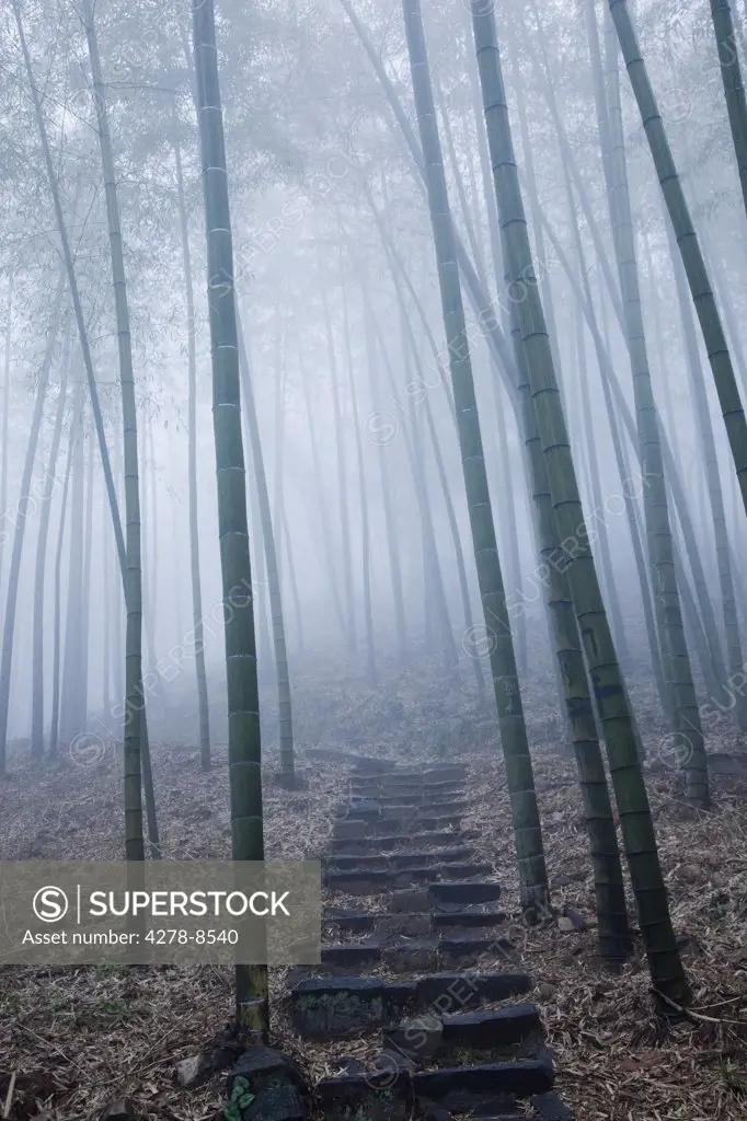 Steep Path in Bamboo Forest