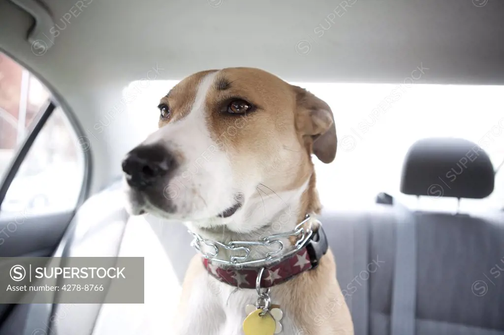 Dog Sitting in Car Back Seat