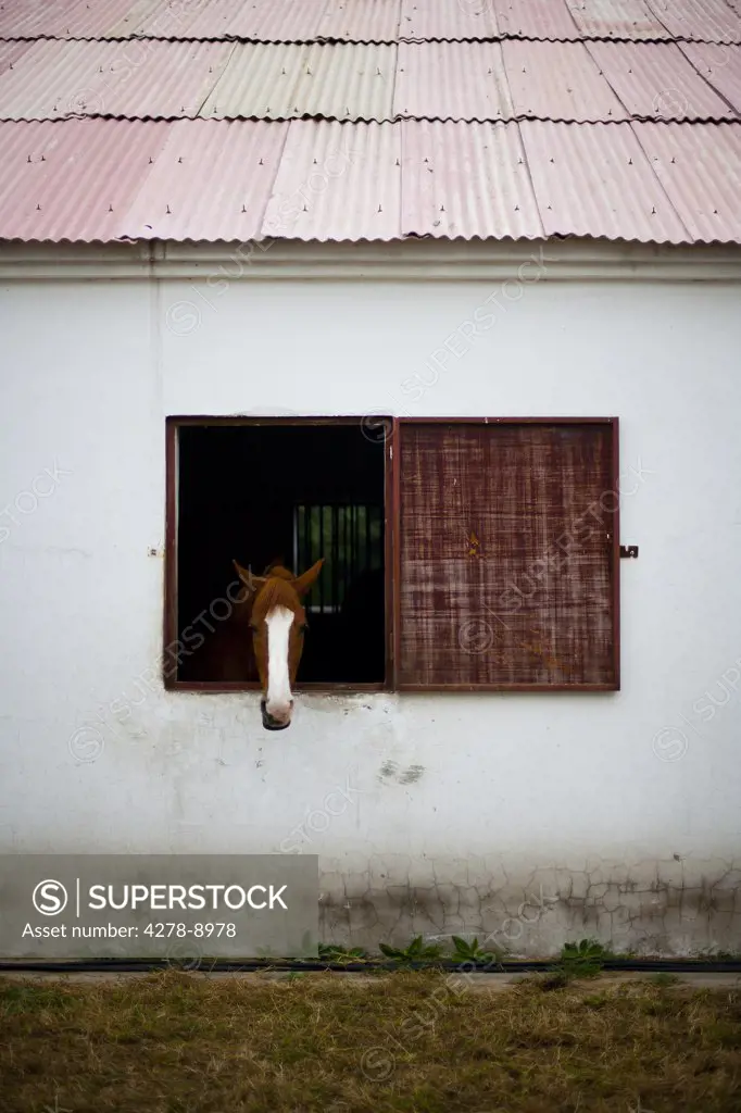 Horse Looking Out of Stable Window