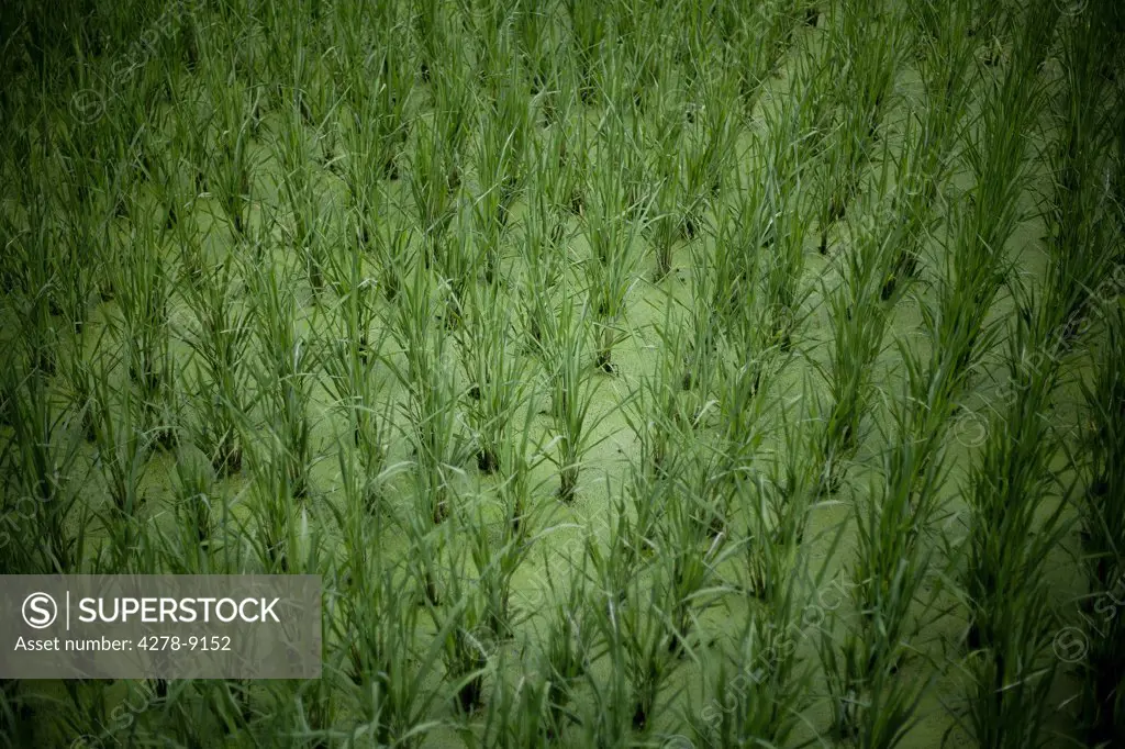 Rice Seedlings