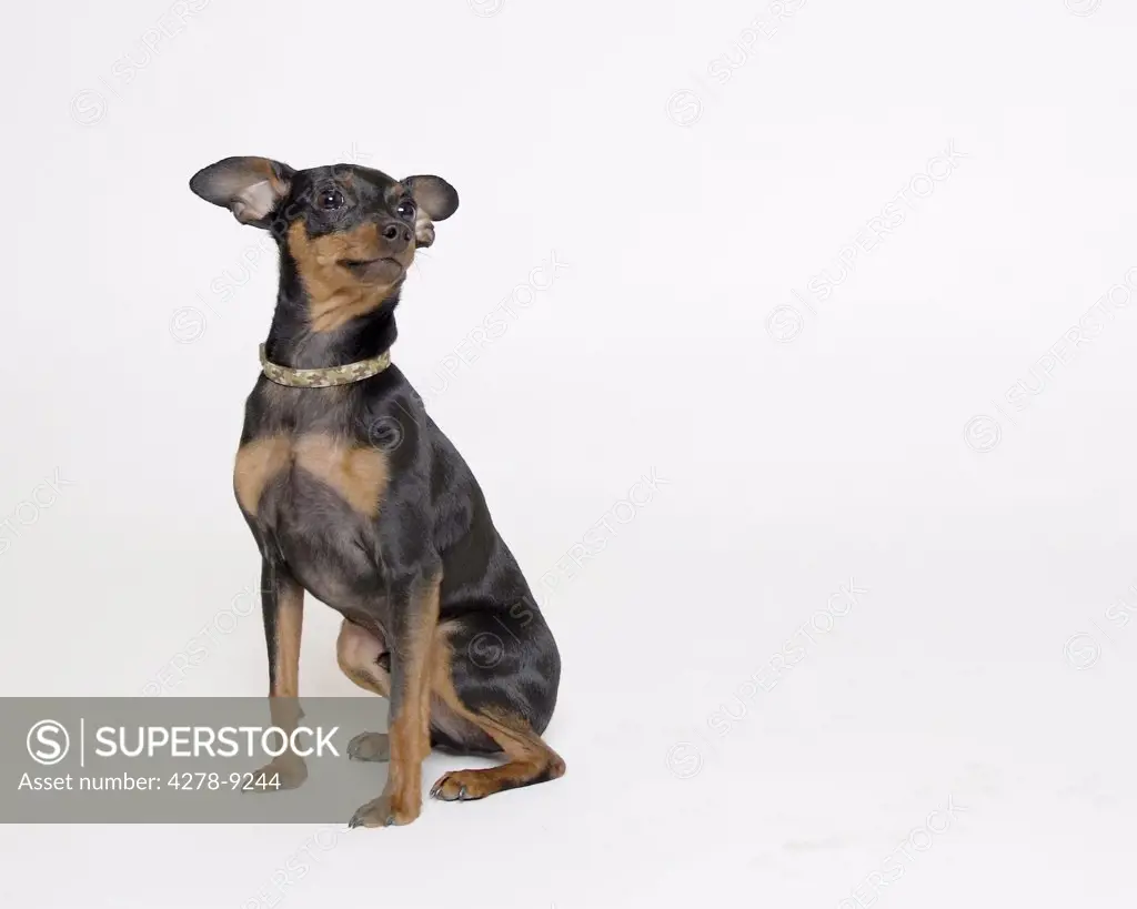 Miniature Pinscher Dog