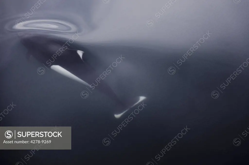 Dall's Porpoise Swimming in Still Water, Alaska, USA