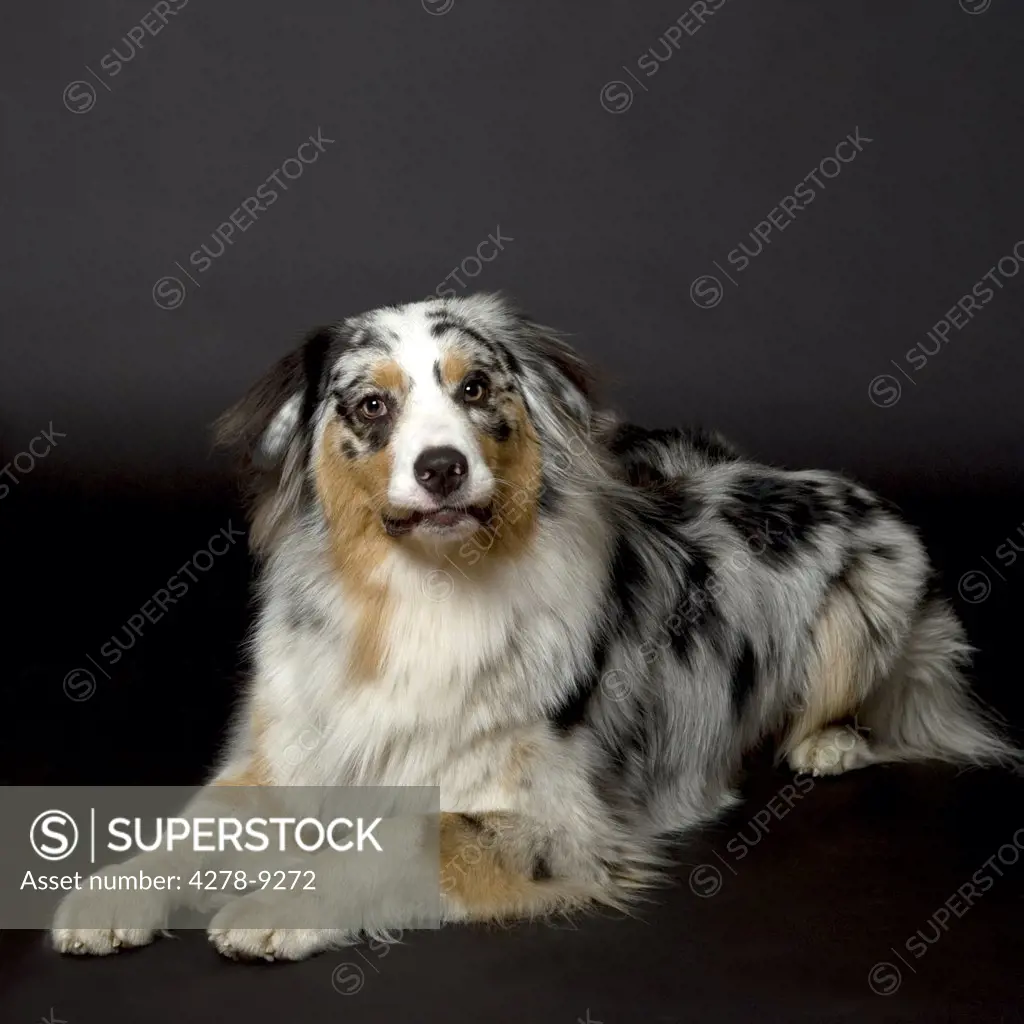 Australian Shepard Dog