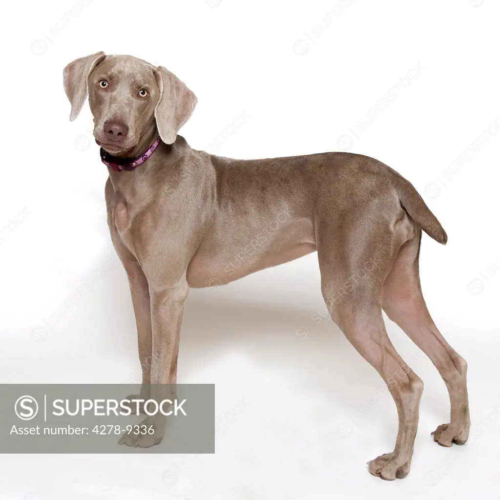 Weimaraner Dog