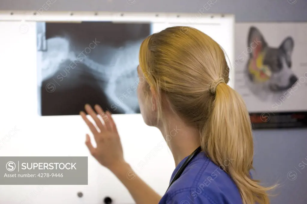 Back View of Vet Examining X-ray