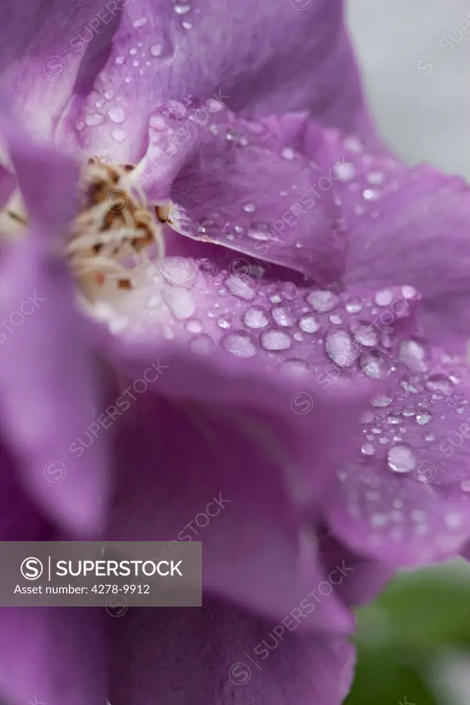 Rain Drops on Purple Rose Petals