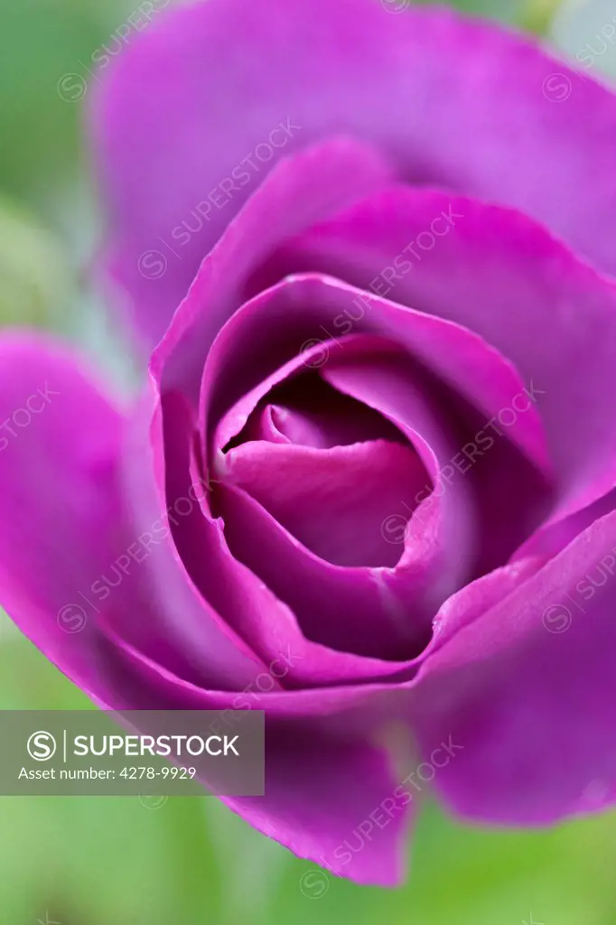 Bright Purple Rose