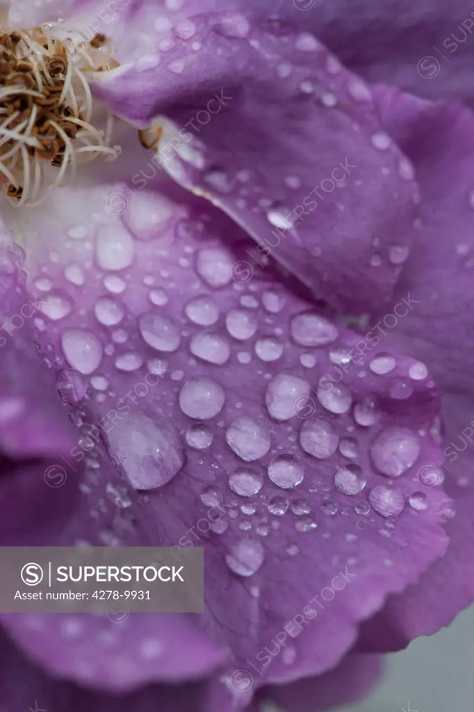 Water Drops on Purple Rose Petals