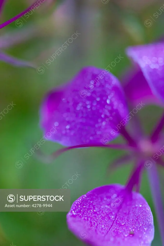 Purple Flower Petals
