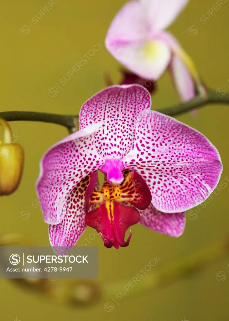 Bright Pink Orchid