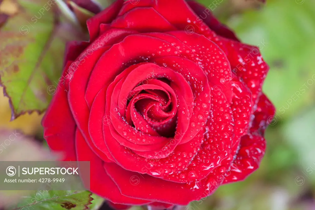 Red Rose with Rain Drops